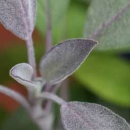 Sage Sower