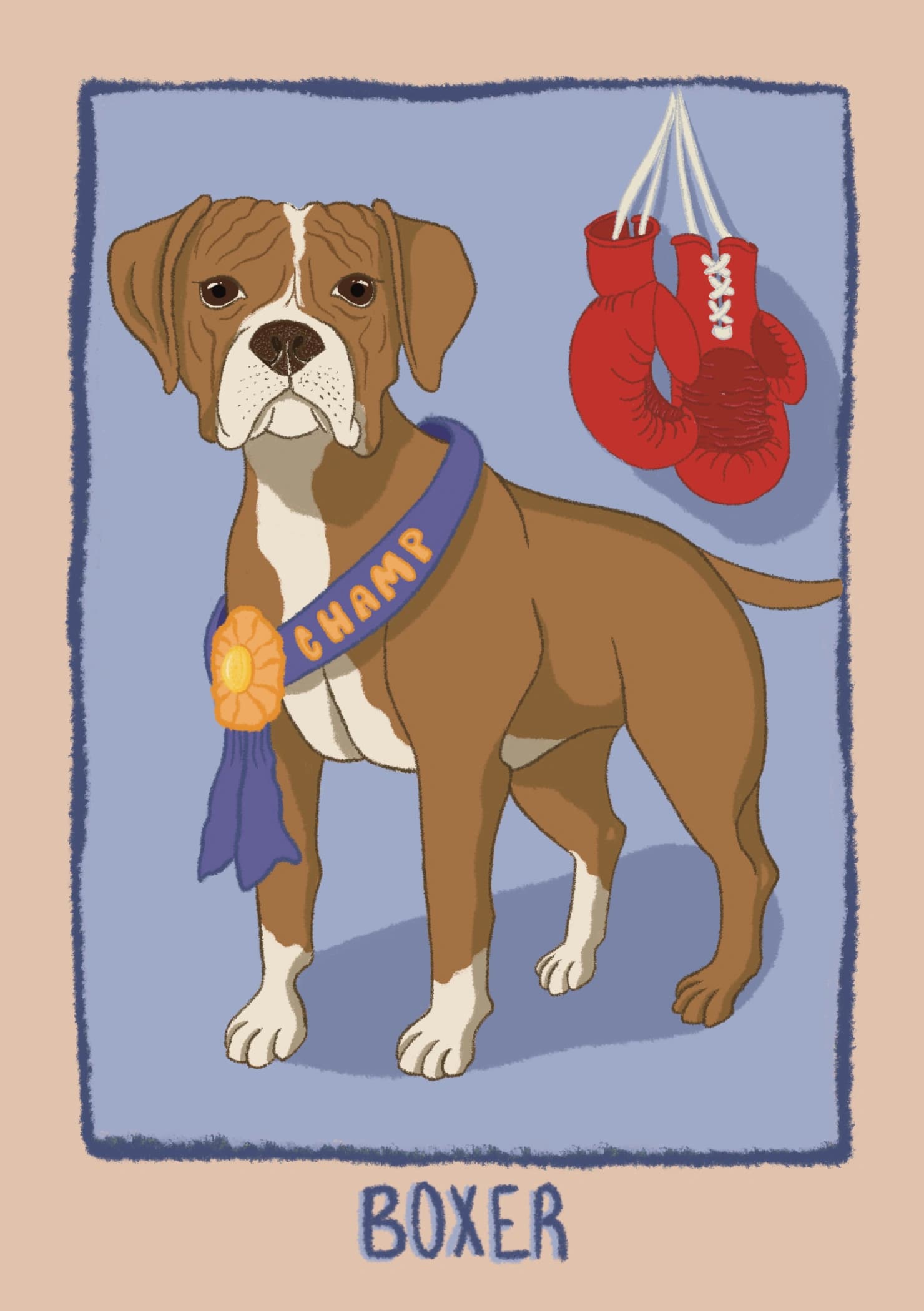 An illustrated boxer dog proudly wearing a purple "Champ" winner's sash with a rosette, alongside a pair of red boxing gloves. The caption reads "Boxer".