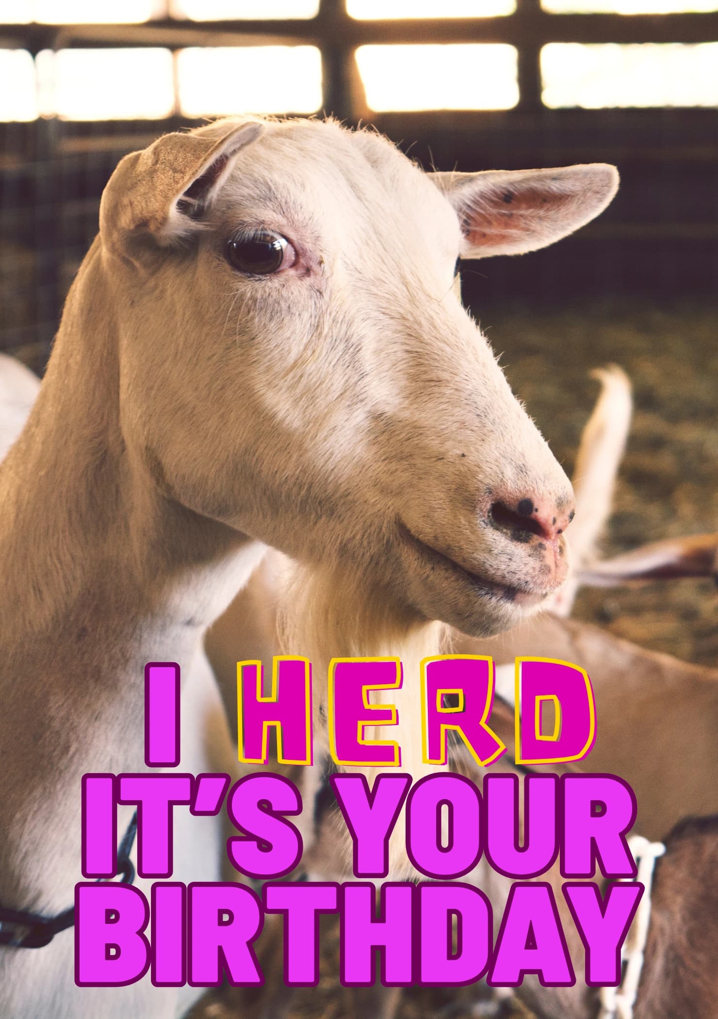 Photo of a goat looking into the camera. The caption reads "I 'herd' it's your birthday".