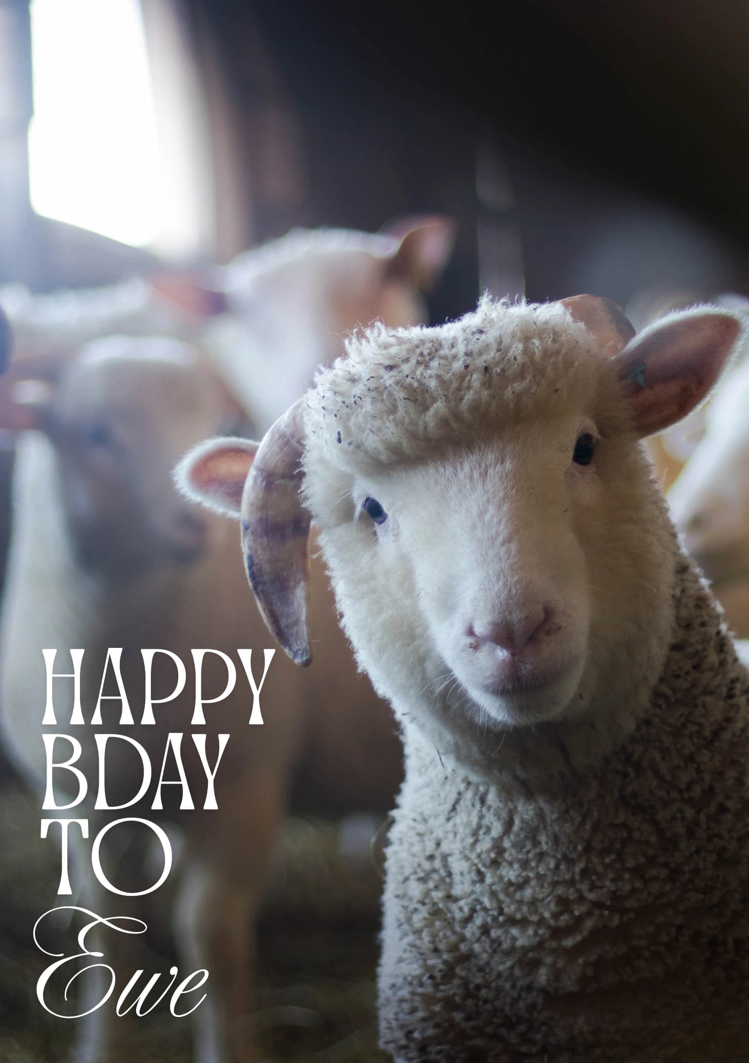 Photo of a sheep looking inquisitively at the camera. The caption reads "Happy bday to ewe".