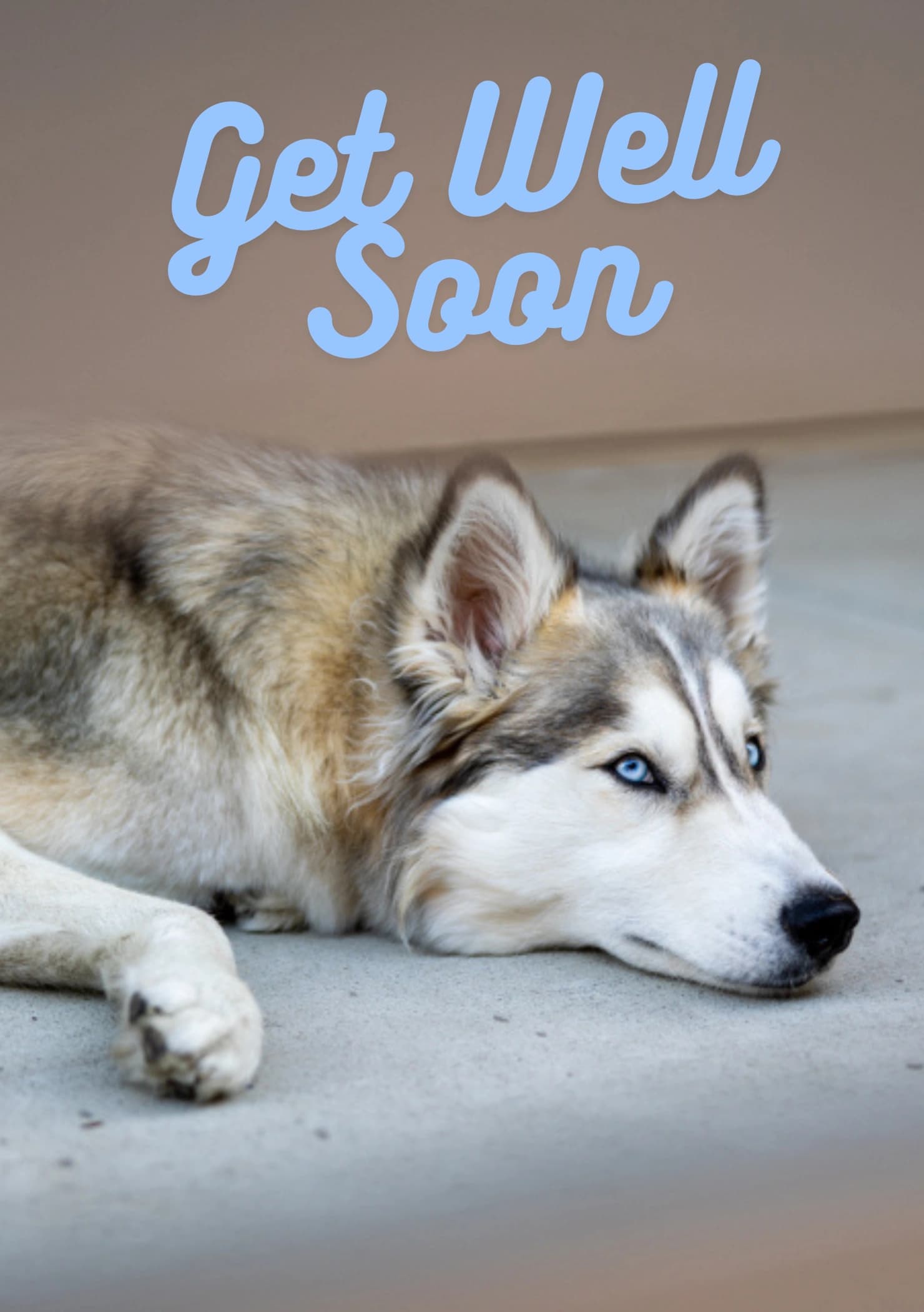 Photo of a dog resting on the ground. The caption reads "Get Well Soon".