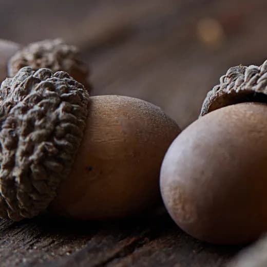 Acorn Oakleigh