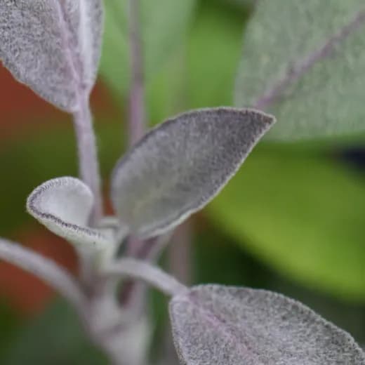 Sage Sower